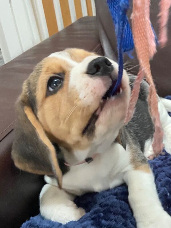 Beagle puppies for sale in Winkleigh, Devon – KC registered, 8 weeks old - Image 2 of 6