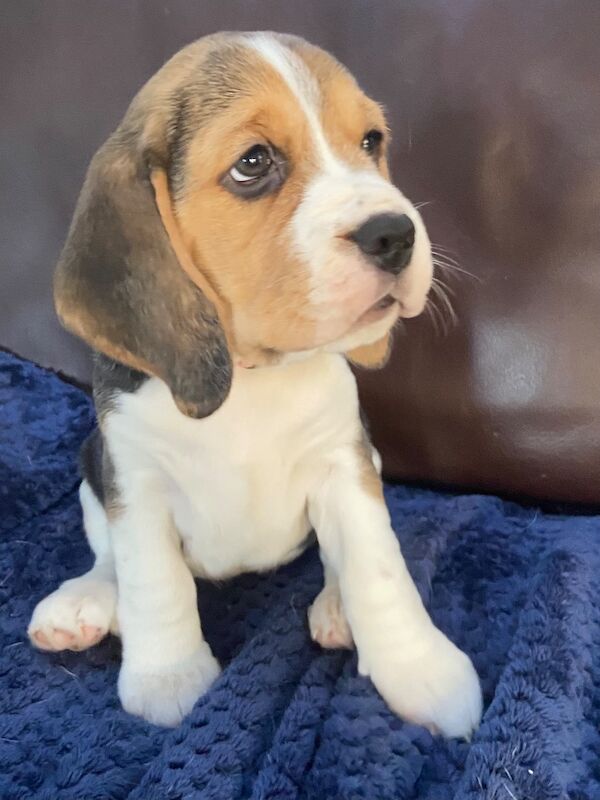 Beagle puppies for sale in Winkleigh, Devon – KC registered, 8 weeks old - Image 3 of 6