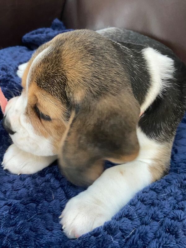 Beagle puppies for sale in Winkleigh, Devon – KC registered, 8 weeks old - Image 4 of 6