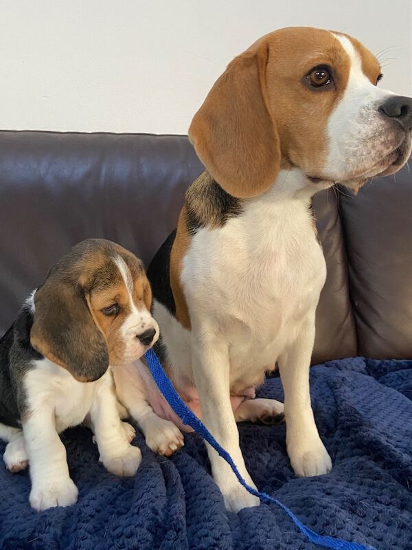 Beagle puppies for sale in Winkleigh, Devon – KC registered, 8 weeks old - Image 5 of 6