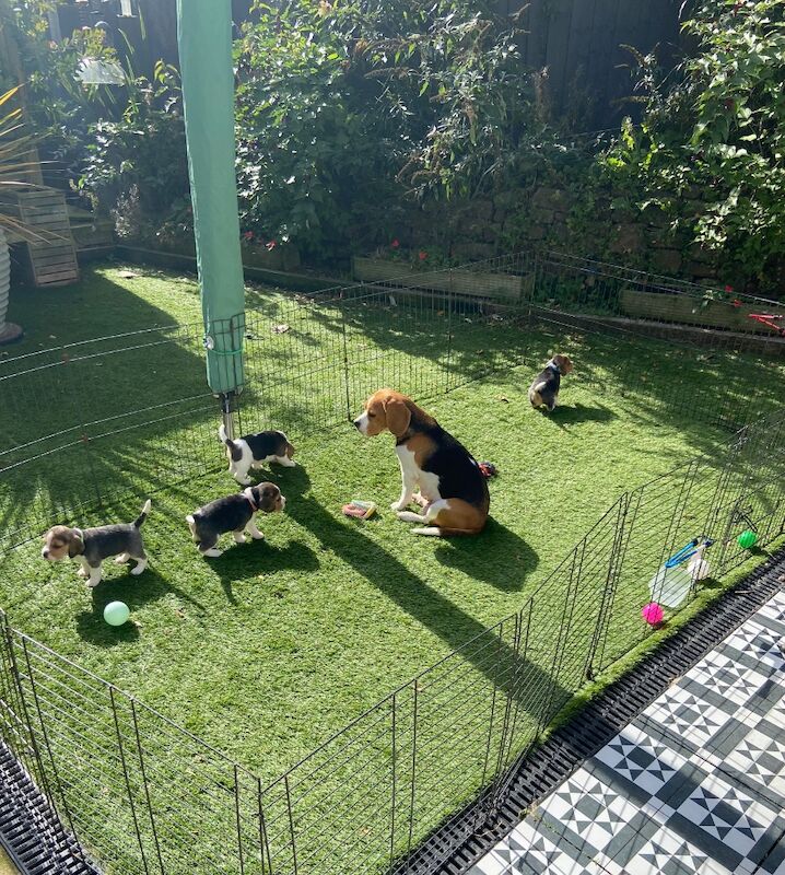 Beagle puppies for sale in Winkleigh, Devon – KC registered, 8 weeks old - Image 6 of 6