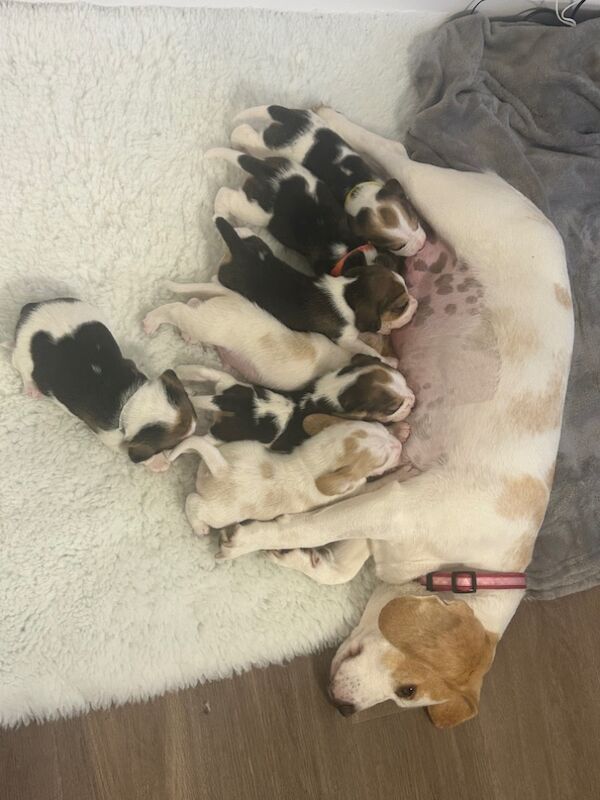 Beagle puppies for sale in St Albans, Hertfordshire – KC registered, 2 weeks old