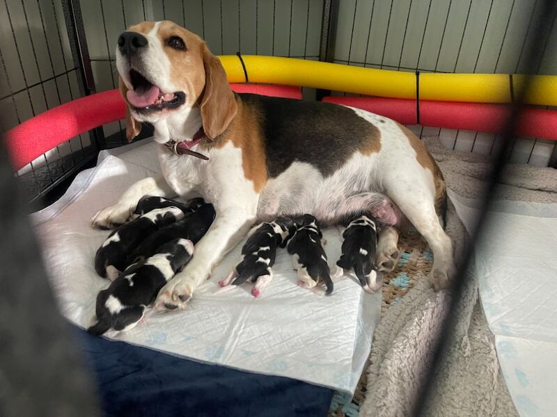 🏡 KC Registered Beagle Puppies – Ready for Their Forever Homes 🐾 for sale in Telford, Shropshire