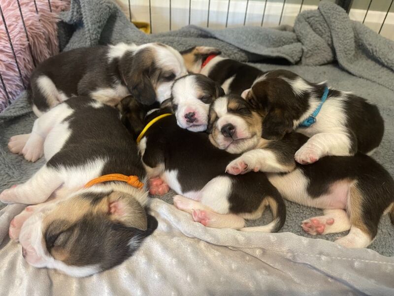 🏡 KC Registered Beagle Puppies – Ready for Their Forever Homes 🐾 for sale in Telford, Shropshire