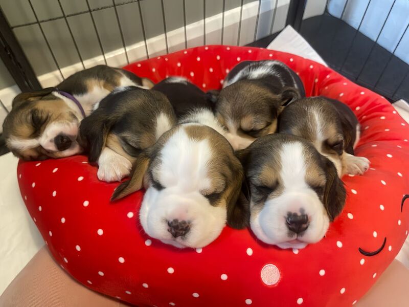 🏡 KC Registered Beagle Puppies – Ready for Their Forever Homes 🐾 for sale in Telford, Shropshire
