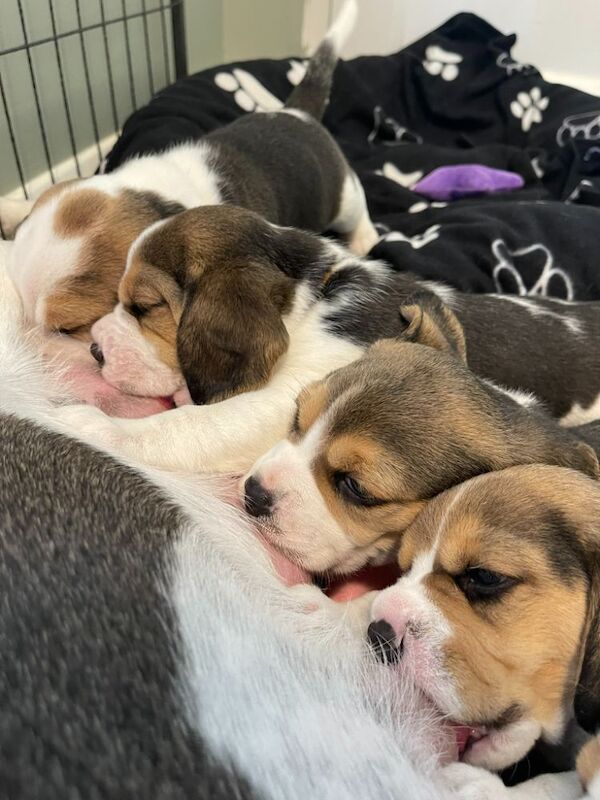 🏡 KC Registered Beagle Puppies – Ready for Their Forever Homes 🐾 for sale in Telford, Shropshire