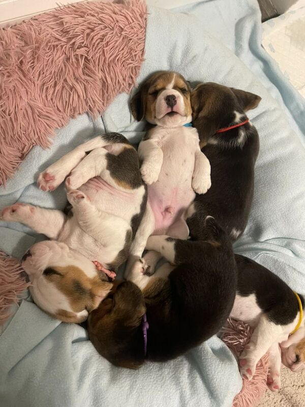 π‘ KC Registered Beagle Puppies β Ready for Their Forever Homes πΎ for sale in Telford, Shropshire | Image 2