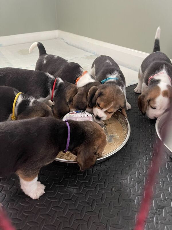 π‘ KC Registered Beagle Puppies β Ready for Their Forever Homes πΎ for sale in Telford, Shropshire | Image 3