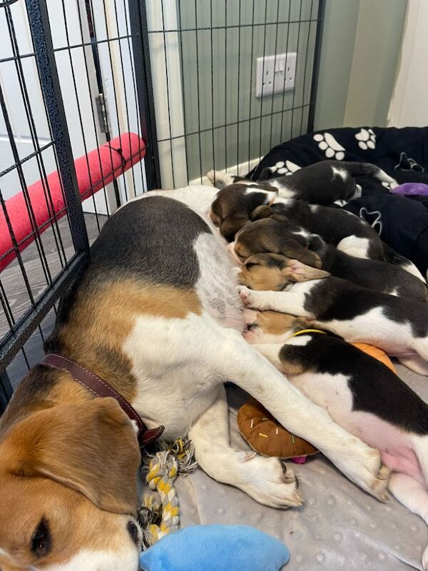 π‘ KC Registered Beagle Puppies β Ready for Their Forever Homes πΎ for sale in Telford, Shropshire | Image 4