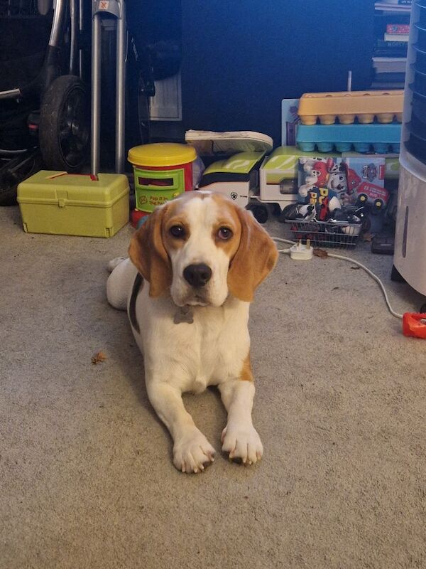 Beagle puppies for sale in Verwood, Dorset – KC registered, 1 year old