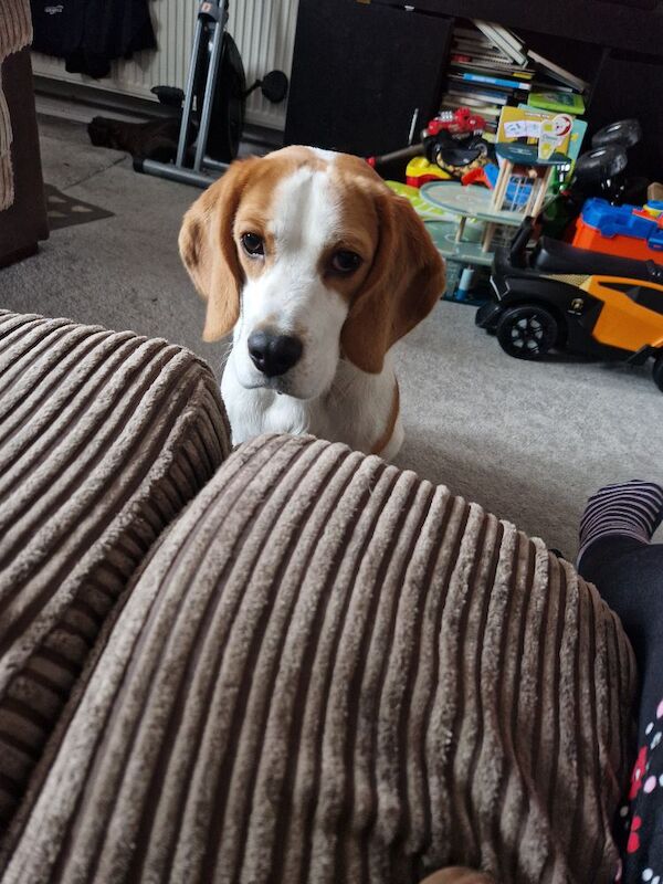 Beagle puppies for sale in Verwood, Dorset – KC registered, 1 year old - Image 2 of 3