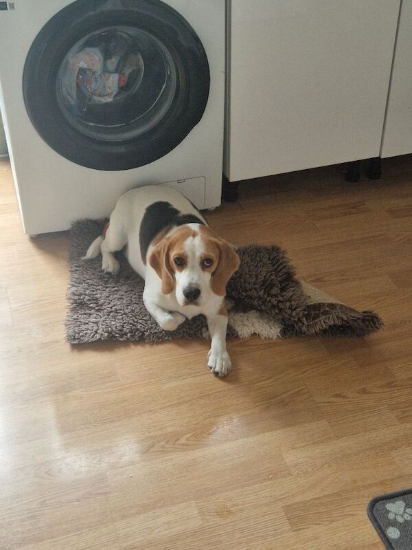 Beagle puppies for sale in Verwood, Dorset – KC registered, 1 year old - Image 3 of 3