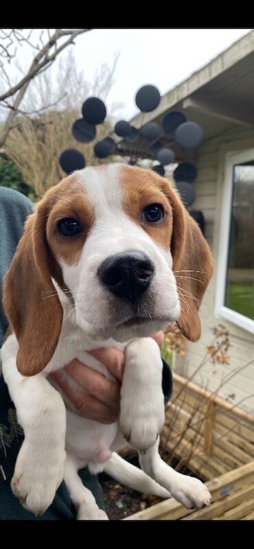 Beagle puppies for sale in St Albans, Hertfordshire – KC registered, 4 months old