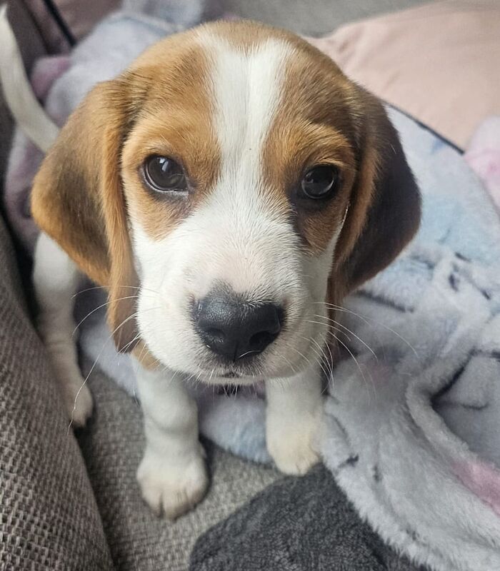 Beagle puppies for sale in St Albans, Hertfordshire – KC registered, 10 weeks old