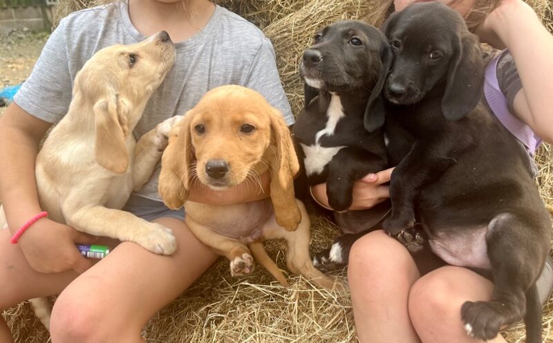 Beagle puppies for sale in Powys – 8 weeks old