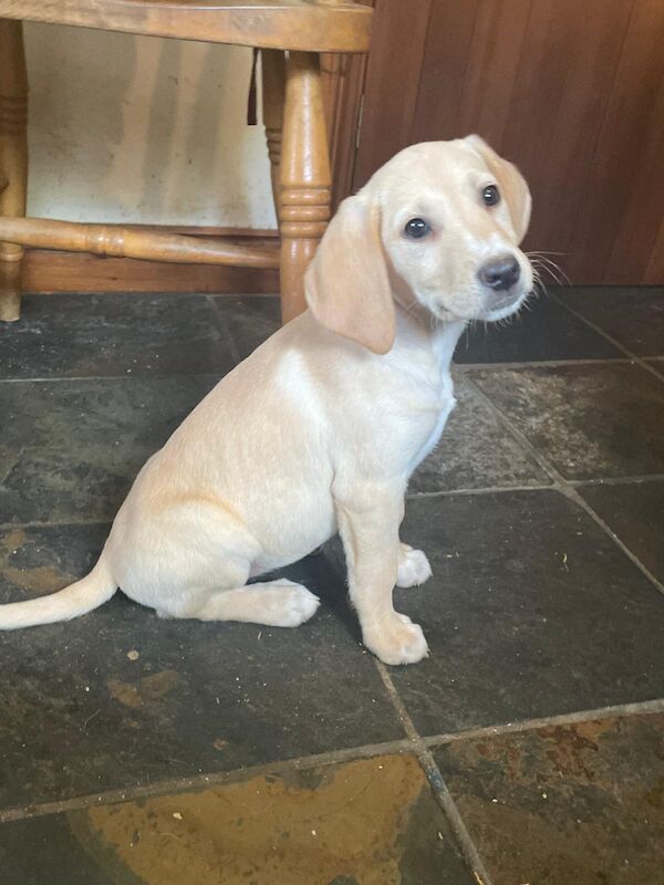 Beagle puppies for sale in Powys – 8 weeks old