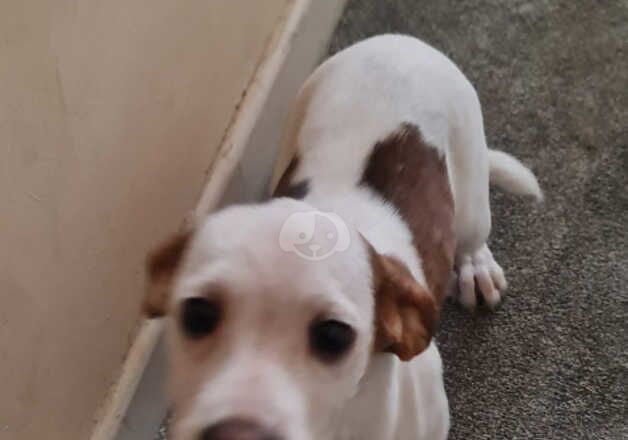 Beagle puppies for sale in Wolverhampton, West Midlands – 1 year old - Image 2 of 5