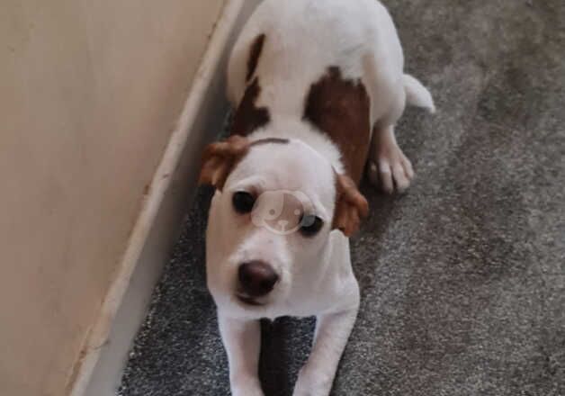 Beagle puppies for sale in Wolverhampton, West Midlands – 1 year old - Image 3 of 5