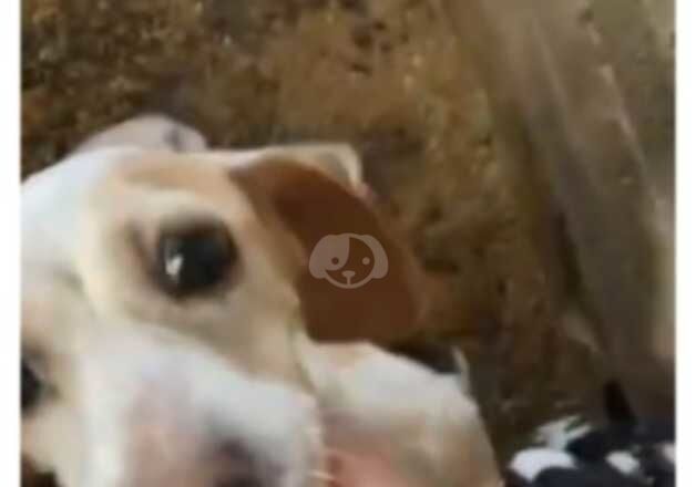 Beagle puppies for sale in Wolverhampton, West Midlands – 1 year old - Image 5 of 5