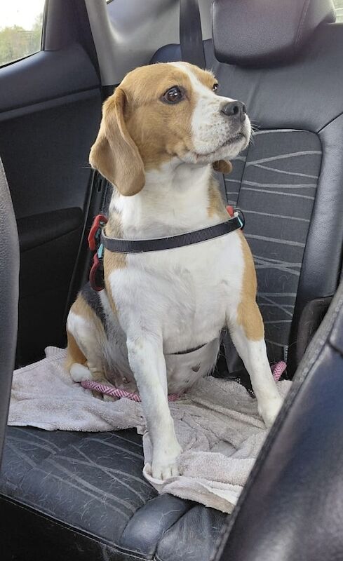 Beagle puppies for sale in Manchester – 5 years old