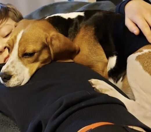 Beagle puppies for sale in Manchester – 5 years old - Image 2 of 7