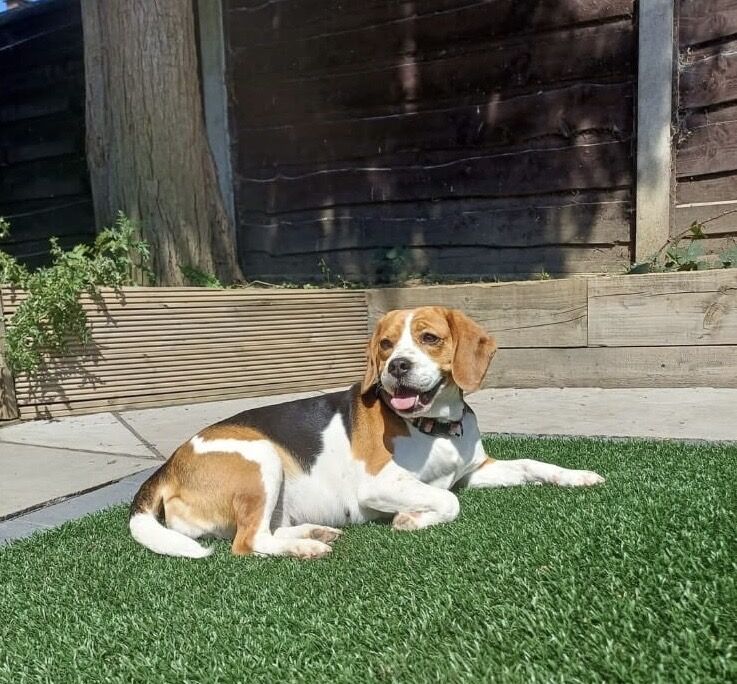 Beagle puppies for sale in Manchester – 5 years old - Image 3 of 7