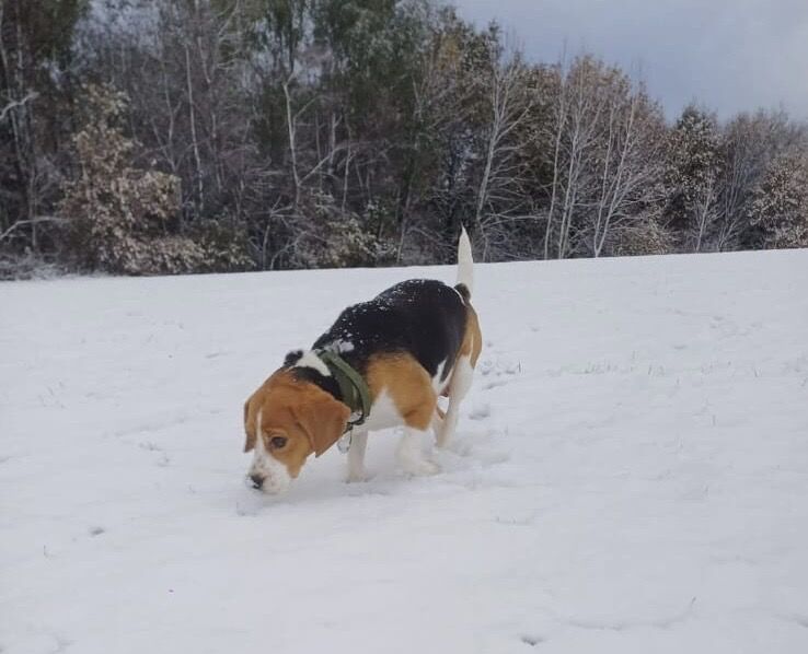 Beagle puppies for sale in Manchester – 5 years old - Image 4 of 7
