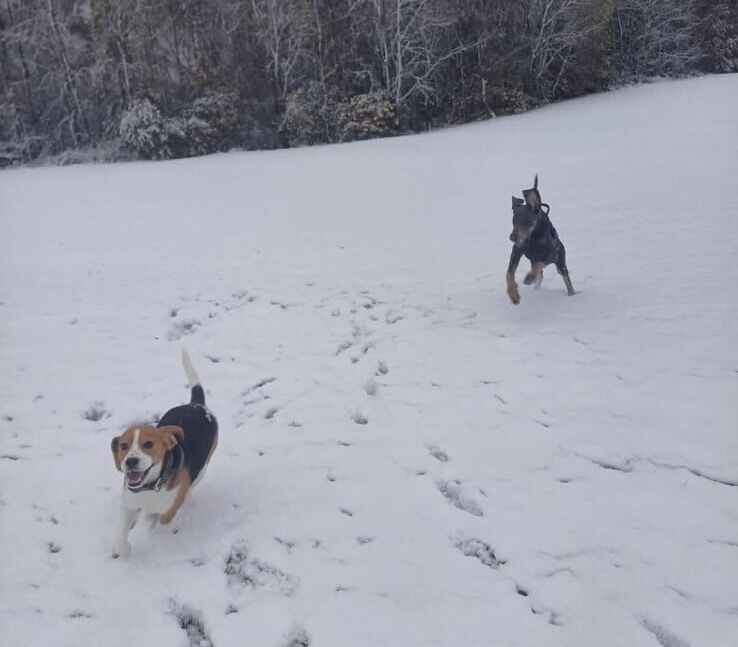 Beagle puppies for sale in Manchester – 5 years old - Image 5 of 7