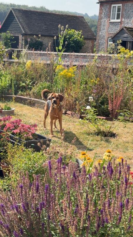 Looking to rehome