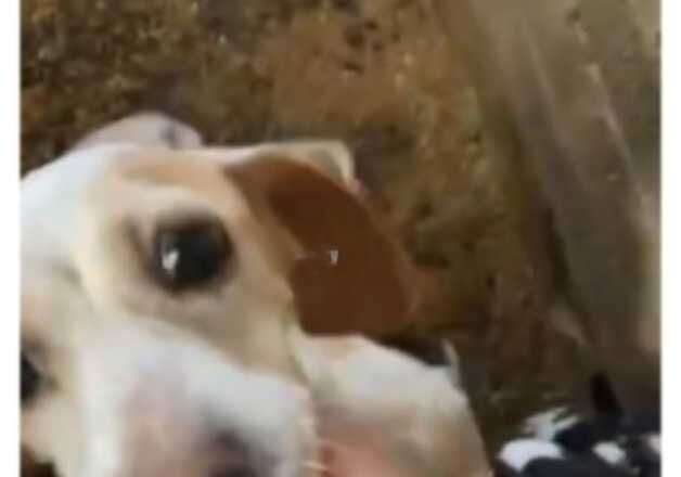 Beagle puppies for sale in Wolverhampton, West Midlands – 1 year old - Image 2 of 2