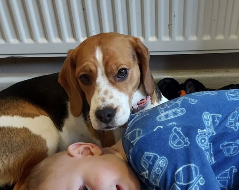 Beagle puppies for sale in Salford, Greater Manchester – 4 years old