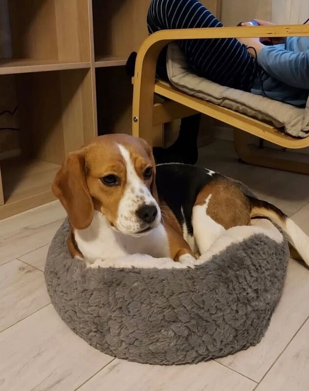 Beagle puppies for sale in Salford, Greater Manchester – 4 years old - Image 3 of 4