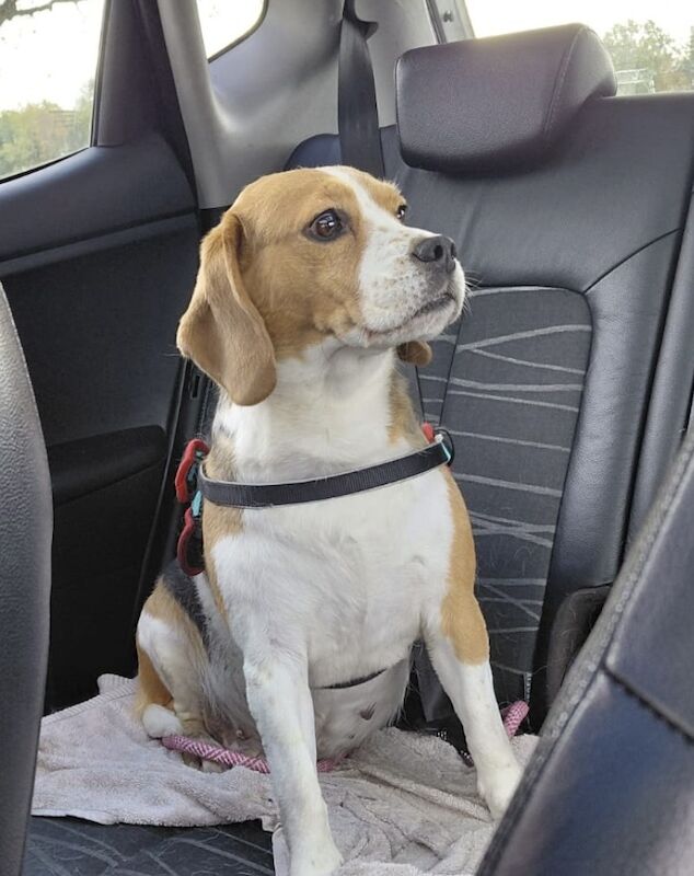 Beagle puppies for sale in Salford, Greater Manchester – 5 years old - Image 5 of 10
