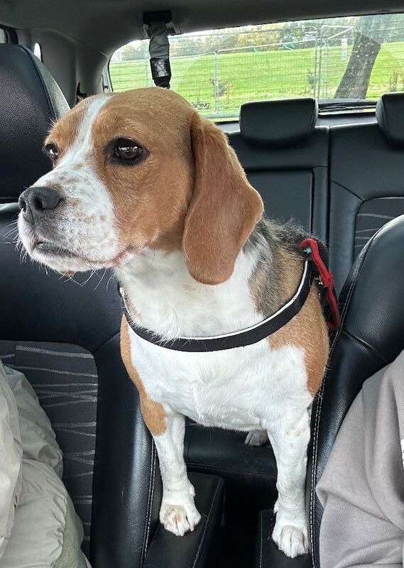 Beagle puppies for sale in Salford, Greater Manchester – 5 years old - Image 6 of 10