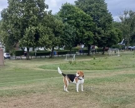 Beagle puppies for sale in Salford, Greater Manchester – 5 years old - Image 7 of 10