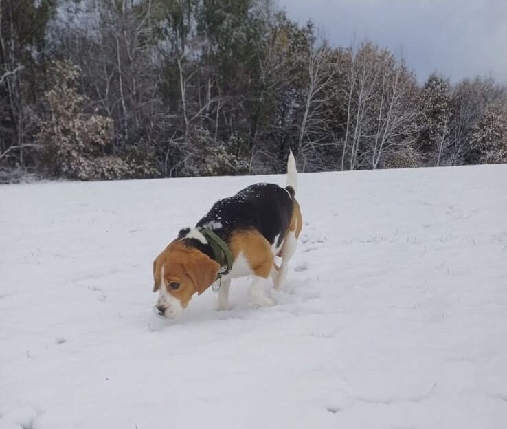 Beagle puppies for sale in Salford, Greater Manchester – 5 years old - Image 8 of 10