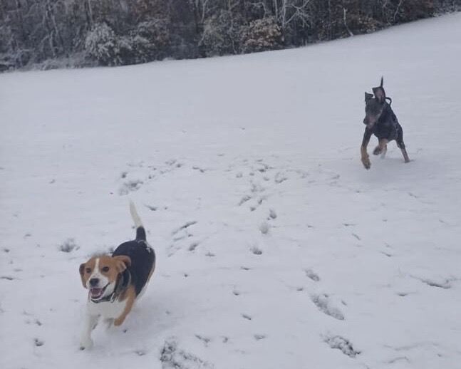 Beagle puppies for sale in Salford, Greater Manchester – 5 years old - Image 9 of 10