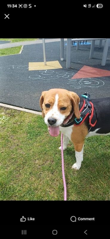 Beagle puppies for sale in Salford, Greater Manchester – 5 years old - Image 10 of 10