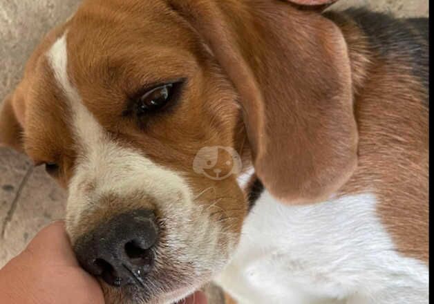 Beagle puppies for sale in Usk / Brynbuga, Gwent – 1 year old - Image 4 of 4