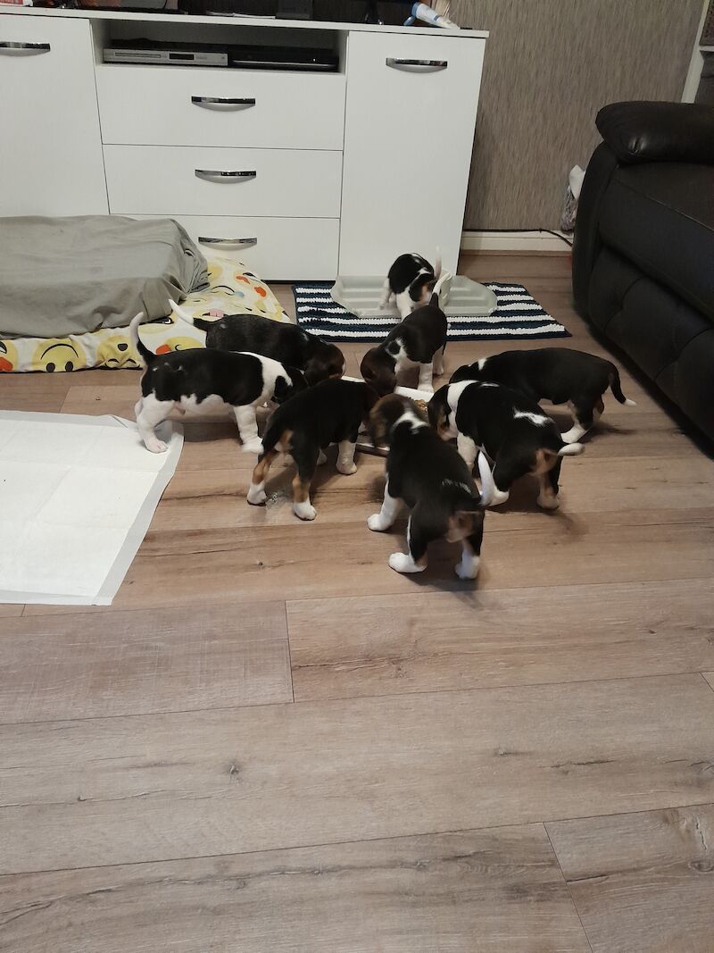 Male Beagle For Sale in Birmingham, West Midlands