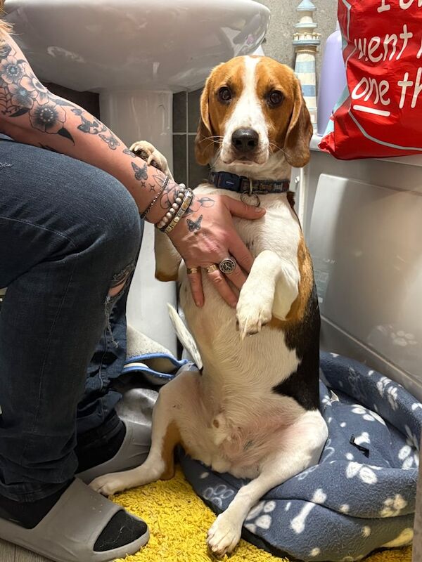 Milo is looking for a home beagle for sale in Newtownards, County Down