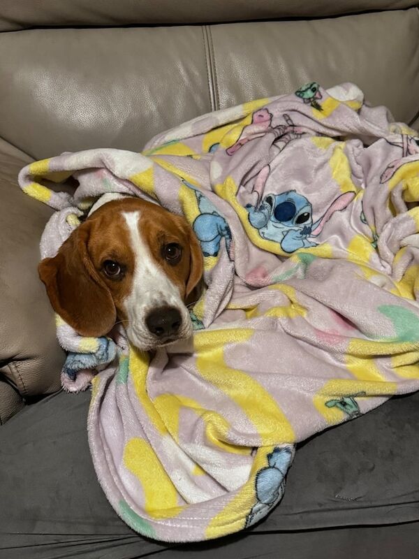 Milo is looking for a home beagle for sale in Newtownards, County Down | Image 2