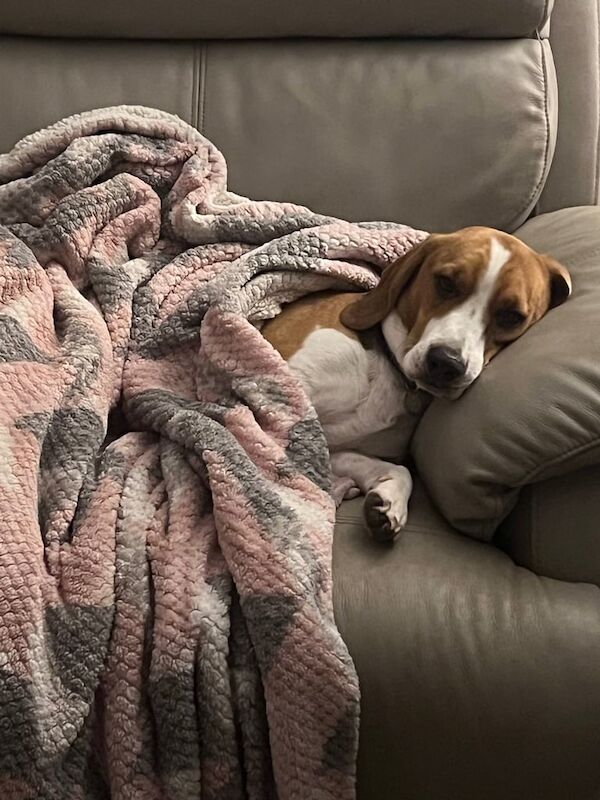 Milo is looking for a home beagle for sale in Newtownards, County Down | Image 3