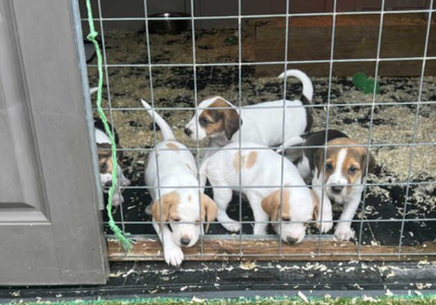 Beagle puppies for sale in Manchester, Greater Manchester – KC registered, 1 year old - Image 1 of 5