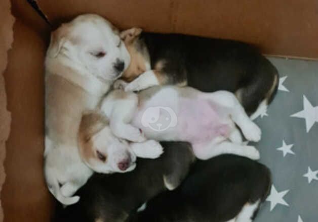 Beagle puppies for sale in Manchester, Greater Manchester – KC registered, 1 year old - Image 2 of 5