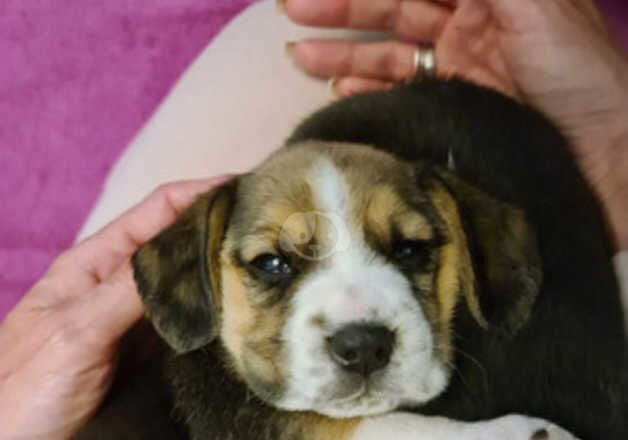 Beagle puppies for sale in Manchester, Greater Manchester – KC registered, 1 year old - Image 3 of 5