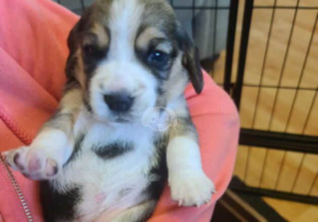 Beagle puppies for sale in Manchester, Greater Manchester – KC registered, 1 year old - Image 4 of 5