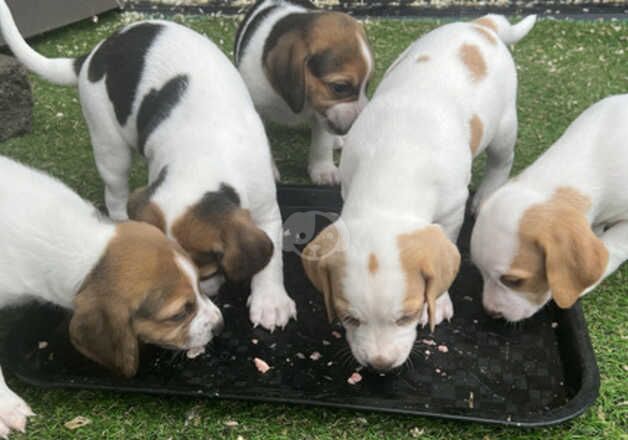 Beagle puppies for sale in Manchester, Greater Manchester – KC registered, 1 year old - Image 5 of 5