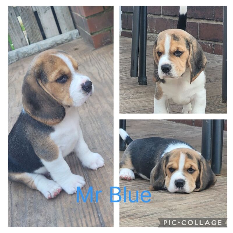 Beagle puppies for sale in Pontefract, West Yorkshire – KC registered, 6 weeks old