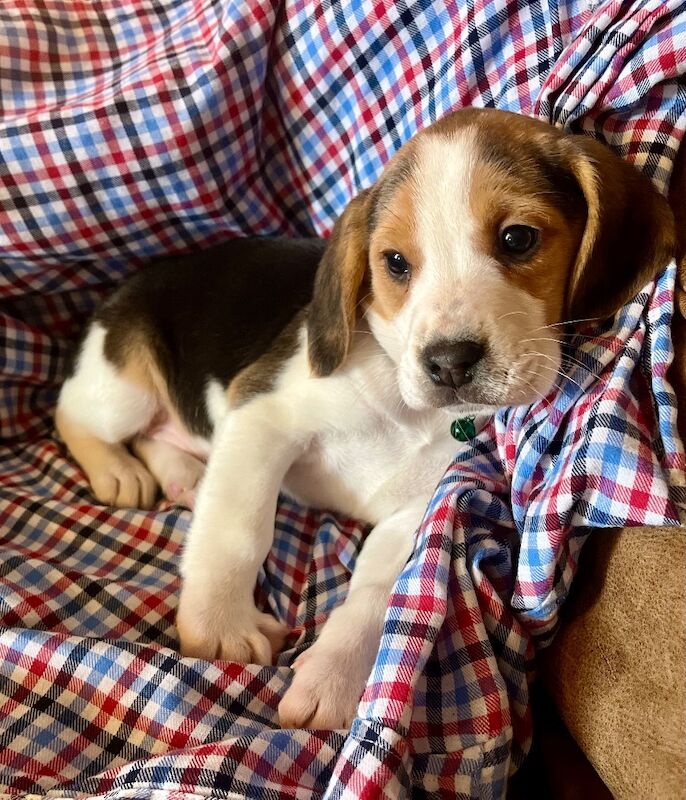 Beagle Puppies For Sale